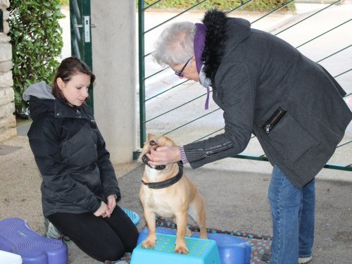 Stage de Fitness canin, 27 janvier 2019