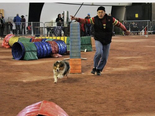 Concours d'agility, Le Creusot, 25 novembre 2018