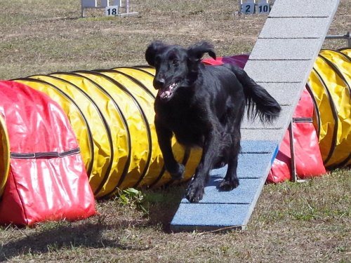 Concours d'agility, Fontaines 11 septembre 2022