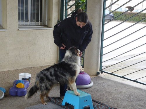 Stage de Fitness canin, 27 janvier 2019