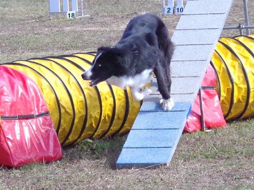 Concours d'agility, Fontaines 11 septembre 2022