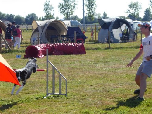 Concours d'agility, Montret, 29 juillet 2018