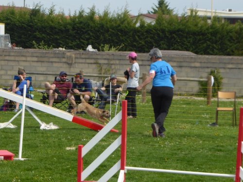 Concours d'agility, Barges, 21 avril 2019