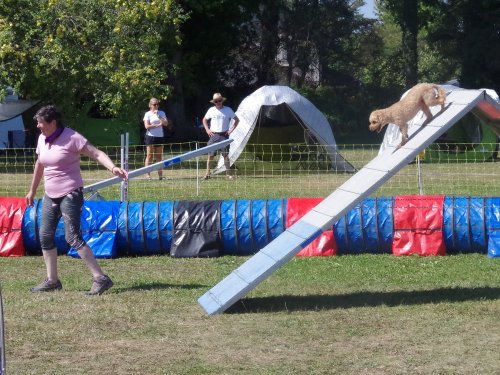 Concours d'agility, Fontaines, 9 et 10 septembre 2023