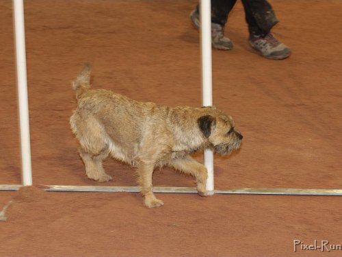 Concours d'agility, Le Creusot, 25 novembre 2018