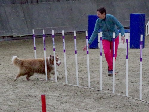 Concours d'agility, Dijon 8 décembre 2024