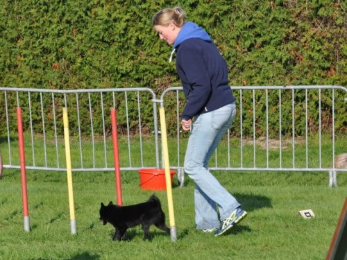 Concours d'agility, Autun, 27 septembre 2015