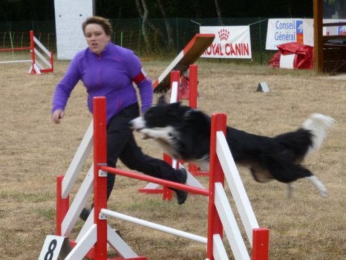 Concours d'agility, Nuits Saint Georges, 26 juillet 2015