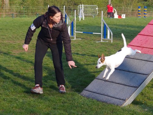 Concours d'agility, Gergy, 14 avril 2019