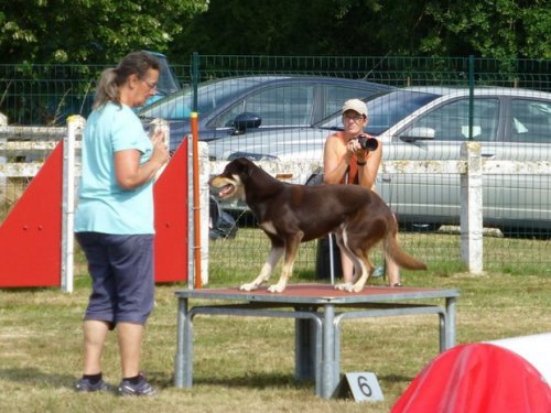 Concours d'agility, Montret, 30 juillet 2017