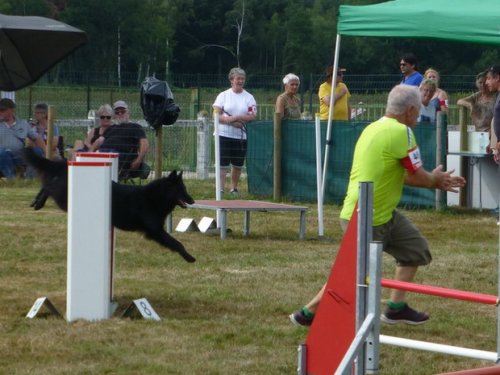 Concours d'agility, Montret, 30 juillet 2017