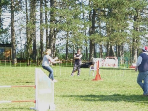 Concours d'agility, Daix, 19 avril 2015