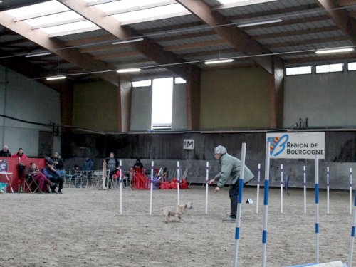 Concours d'agility, Dijon 8 décembre 2024