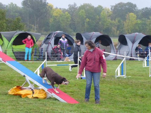 Concours d'agility, Sainte Marie la Blanche, 20 octobre 2019