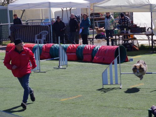 Concours d'agility, Le Creusot  1 avril 2023