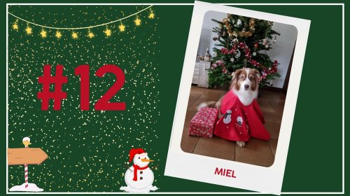 Concours photos 2024 : sur le thème de Noël