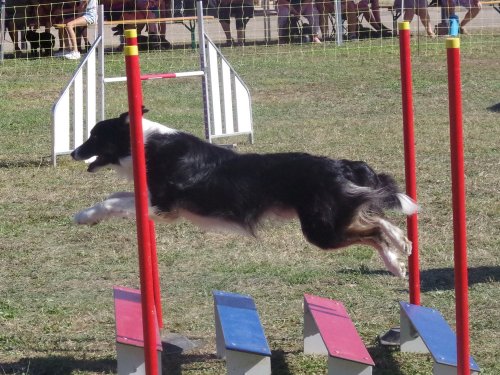 Concours d'agility, Fontaines 9 et 10 septembre 2023