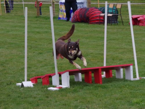 Concours d'agility, Barges, 1 avril 2018