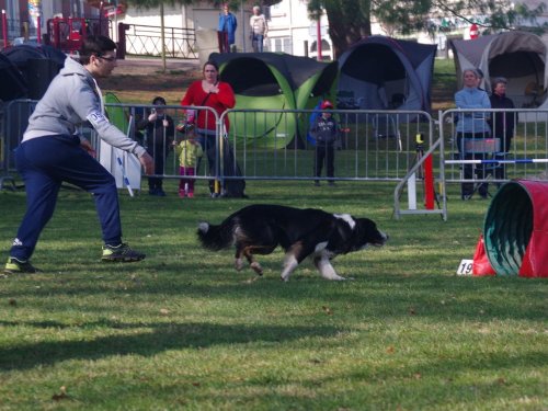 Concours d'agility, Le Creusot, 24 mars 2019