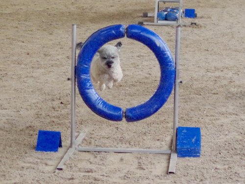 Concours d'agility, Dijon 10 décembre 2023