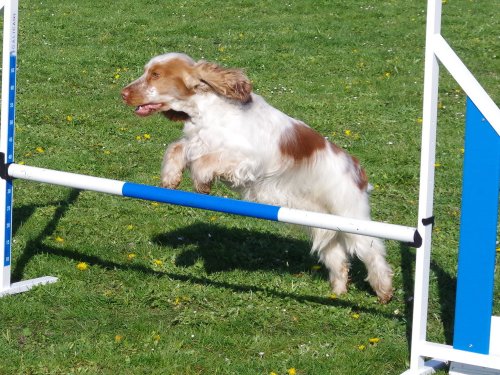 Concours d'agility, Barges, 9 avril 2023