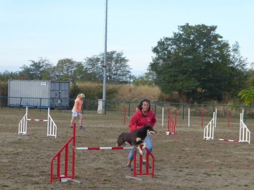 Concours d'agility, Dijon, 22 septembre 2019