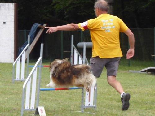 Concours d'agility, Daix, 17 juin 2018