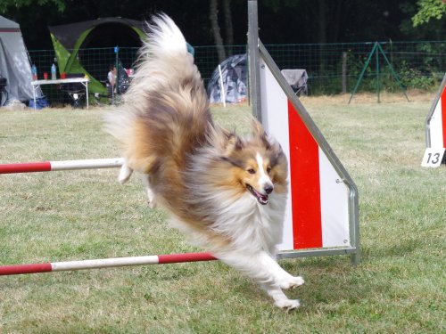 Concours d'agility, Sanvignes, 5 août 2017