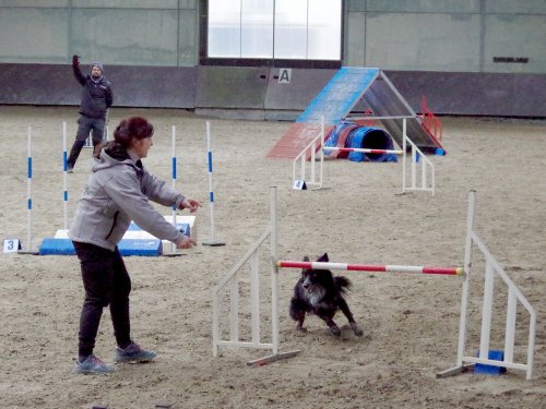 Concours d'agility, Dijon 8 décembre 2024