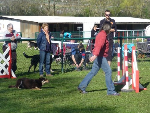 Concours d'agility, Macon, 26 mars 2017