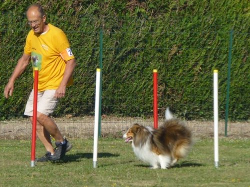 Concours d'agility, Montbard, 25 juin 2017