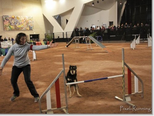 Concours d'agility, Le Creusot, 25 novembre 2018