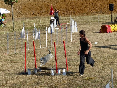 Concours d'agility de Fontaines, le 15 septembre 2019