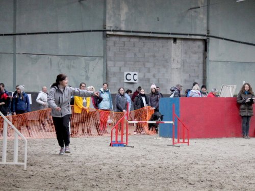 Concours d'agility, Dijon 8 décembre 2024