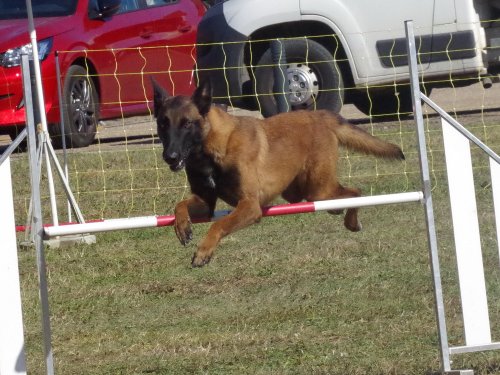 Concours d'agility, Fontaines 9 et 10 septembre 2023