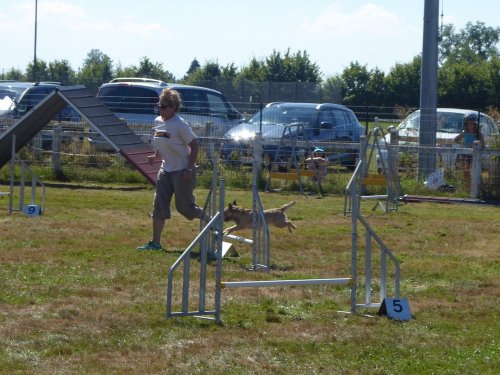 Concours d'agility, Montret, 29 juillet 2018