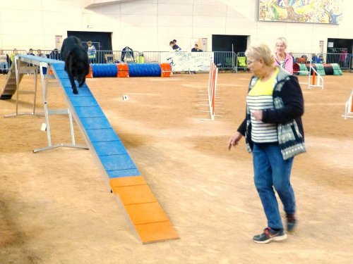 Concours d'agility en salle à la Nef au Creusot le 12 novembre 2017