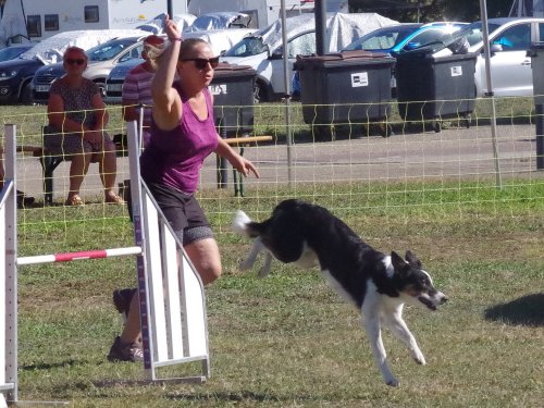 Concours d'agility, Fontaines 9 et 10 septembre 2023