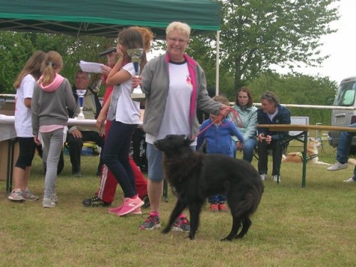 Concours d'agility, Magny sur Tille, 2 juillet 2017