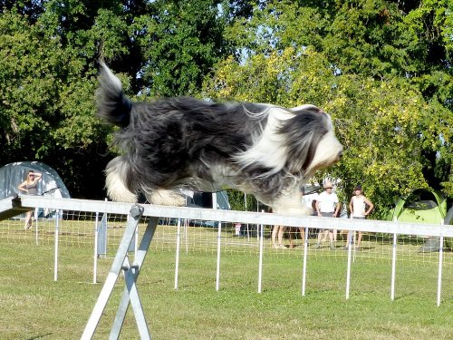 Concours d'agility, Fontaines 9 et 10 septembre 2023