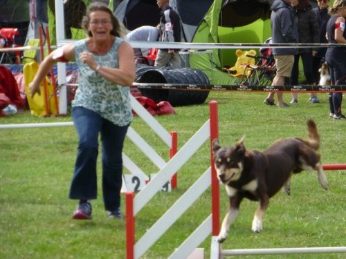 Concours d'agility, Sainte Marie la Blanche, 23 juillet 2017