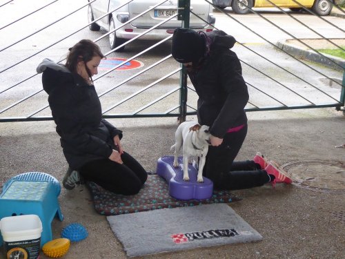 Stage de Fitness canin, 27 janvier 2019