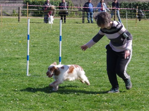 Concours d'agility, Barges, 9 avril 2023