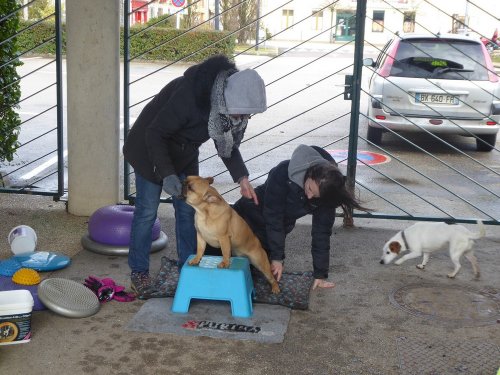 Stage de Fitness canin, 27 janvier 2019