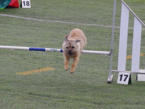 Concours d'agility, Le Creusot  1 avril 2023