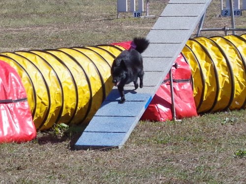 Concours d'agility, Fontaines 11 septembre 2022