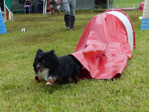 Concours d'agility de Fontaines, le 29 mai 2016