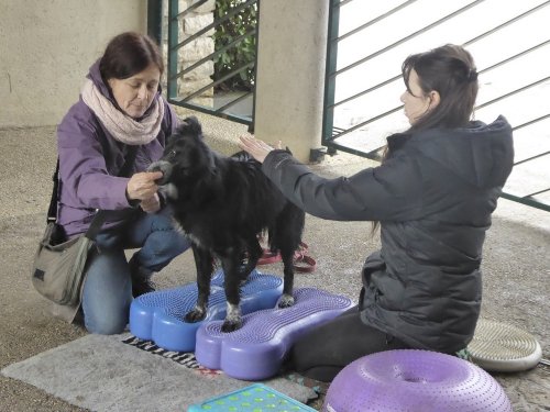 Stage de Fitness canin, 27 janvier 2019