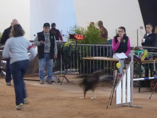 Concours d'agility, Le Creusot, 24 novembre 2019