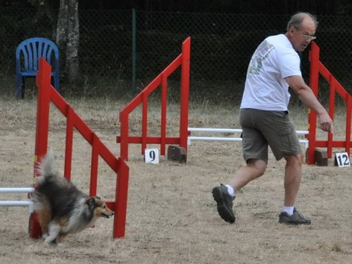 Concours d'agility, Nuits Saint Georges, 26 juillet 2015